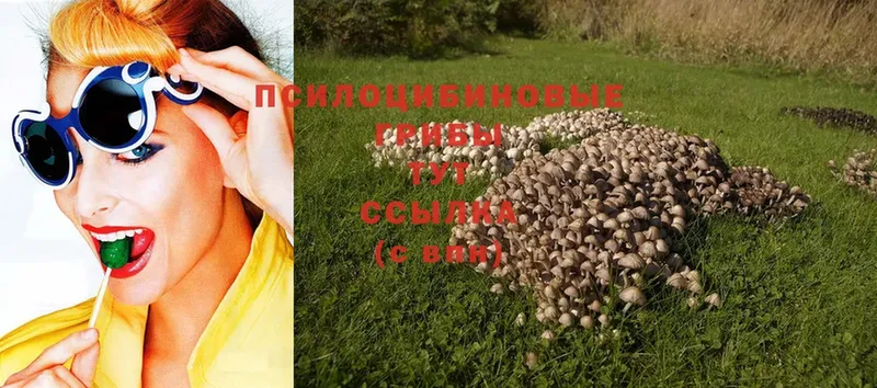 даркнет сайт  Гулькевичи  Псилоцибиновые грибы Psilocybine cubensis 